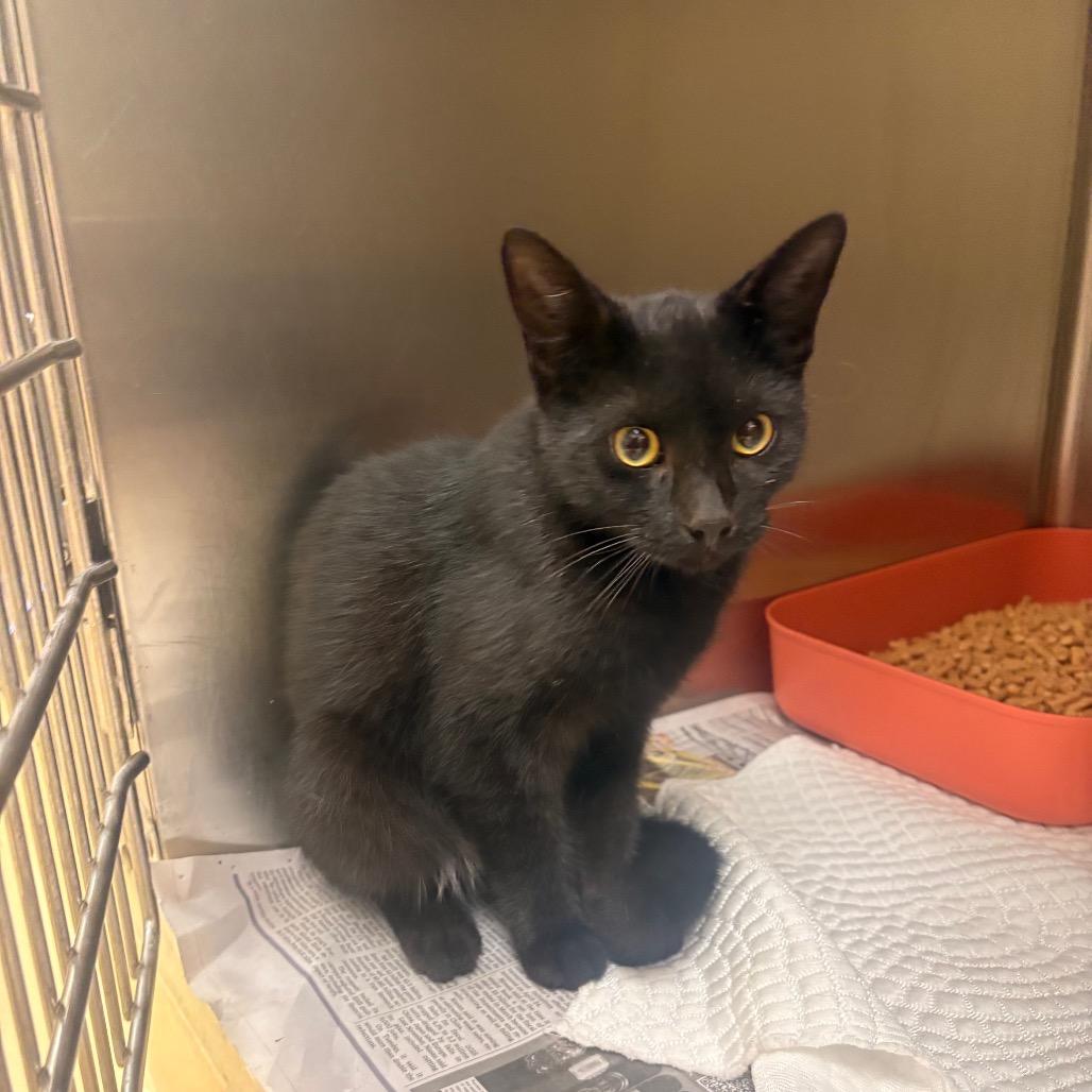 Caveman, Adoptable, Young Male Domestic Short Hair.