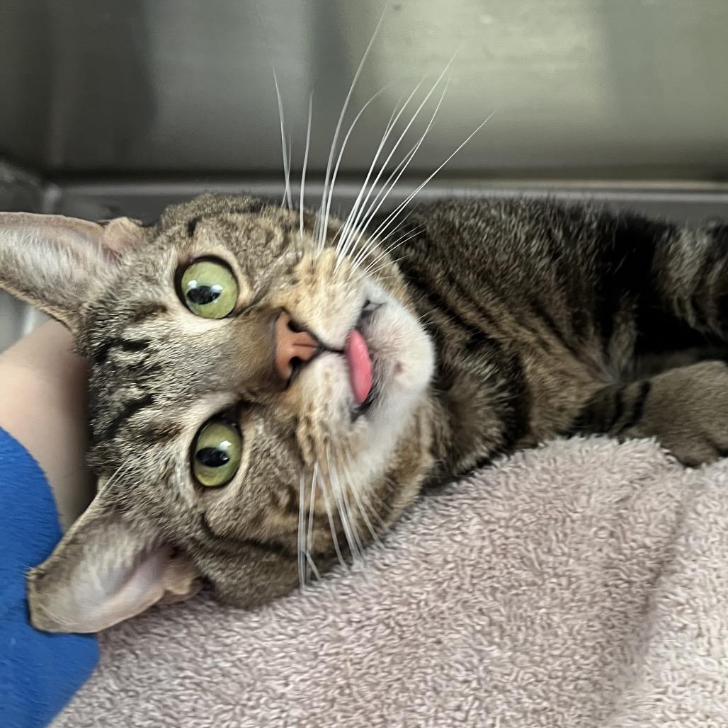 Enlarge Papa July, a Adoptable Domestic Short Hair in York, PA image 1/4