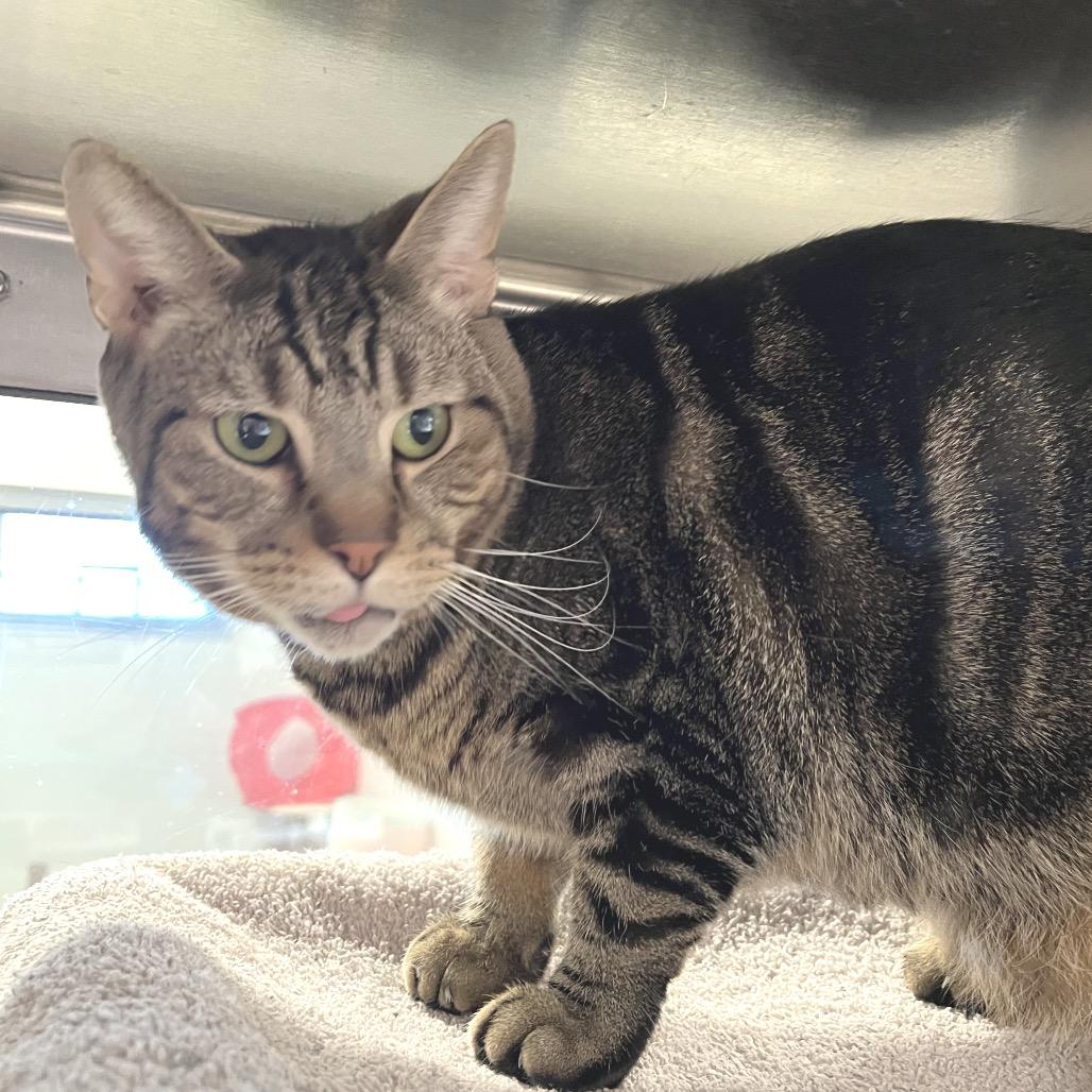 Enlarge Papa July, a Adoptable Domestic Short Hair in York, PA image 2/4