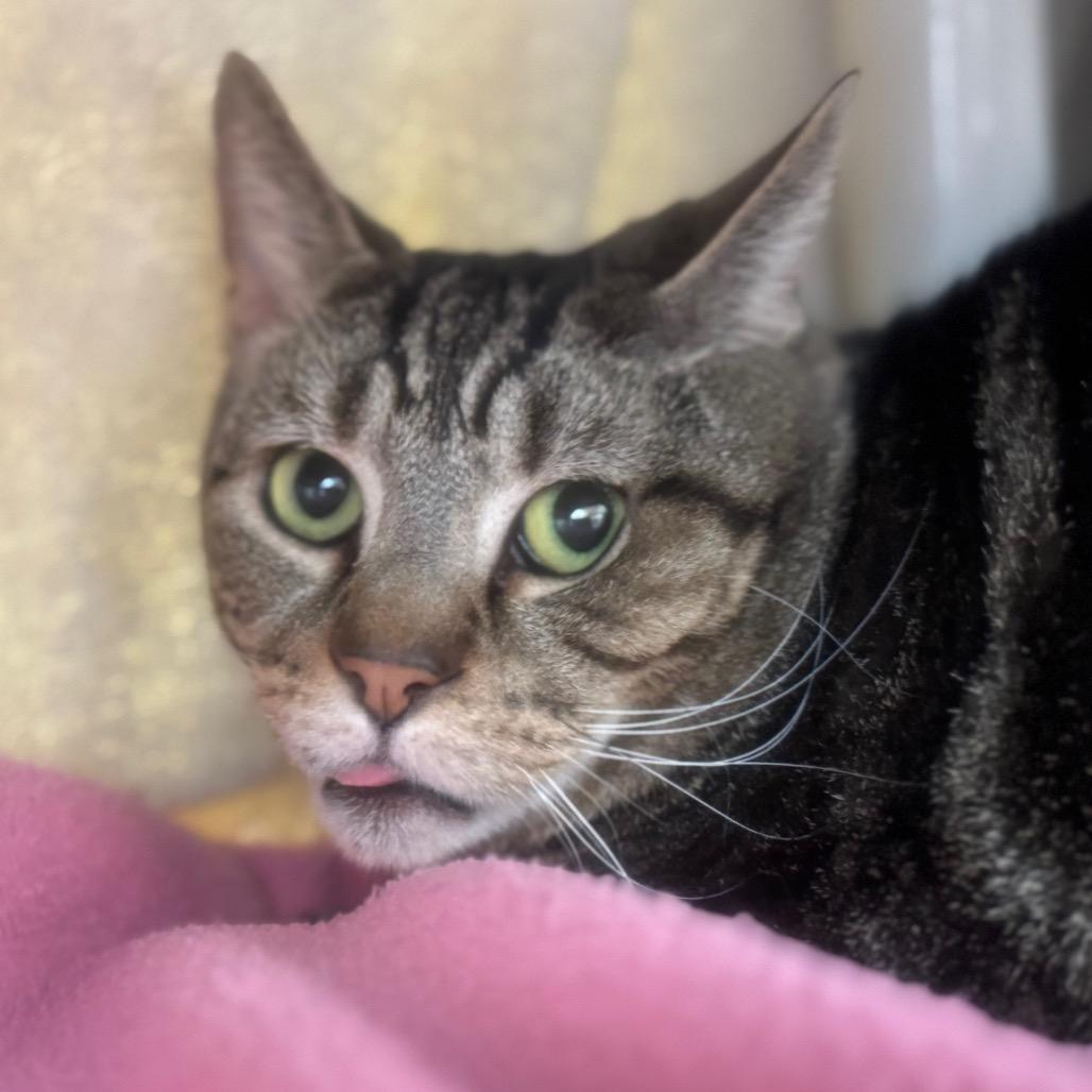 Enlarge Papa July, a Adoptable Domestic Short Hair in York, PA image 3/4