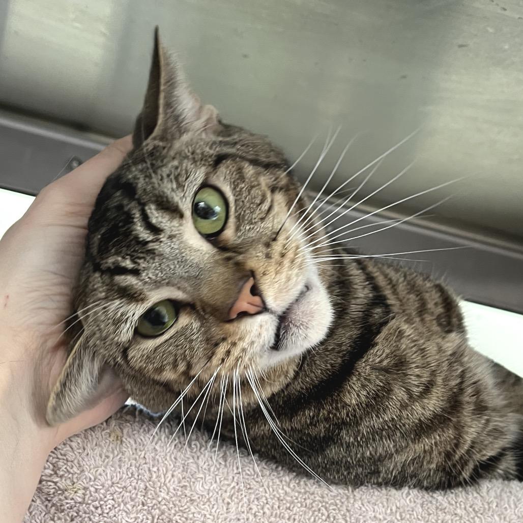 Enlarge Papa July, a Adoptable Domestic Short Hair in York, PA image 4/4