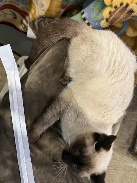 Christian, an adopted mixed breed in Saucier, MS image 6/6