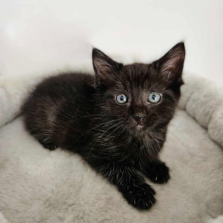 Sassy, Baby Female Domestic Short Hair