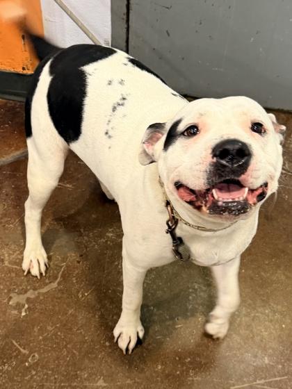 Enlarge Baby Girl, a Adoptable mixed breed in Cincinnati, OH image 1/2