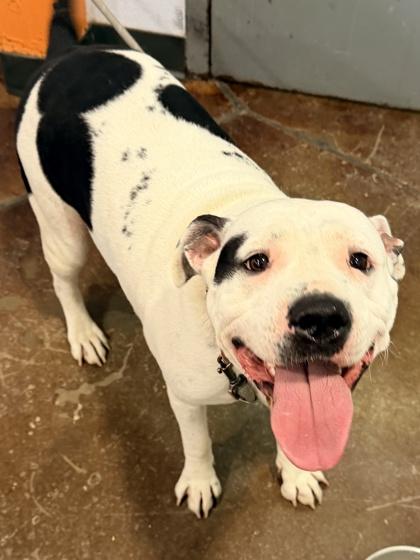 Enlarge Baby Girl, a Adoptable mixed breed in Cincinnati, OH image 2/2