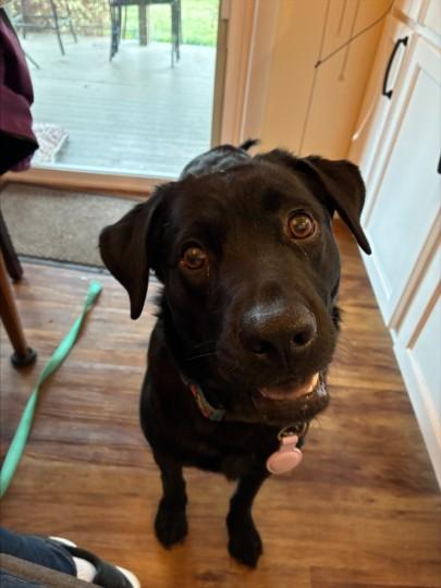 MAVIS, Adoptable, Young Female Labrador Retriever.