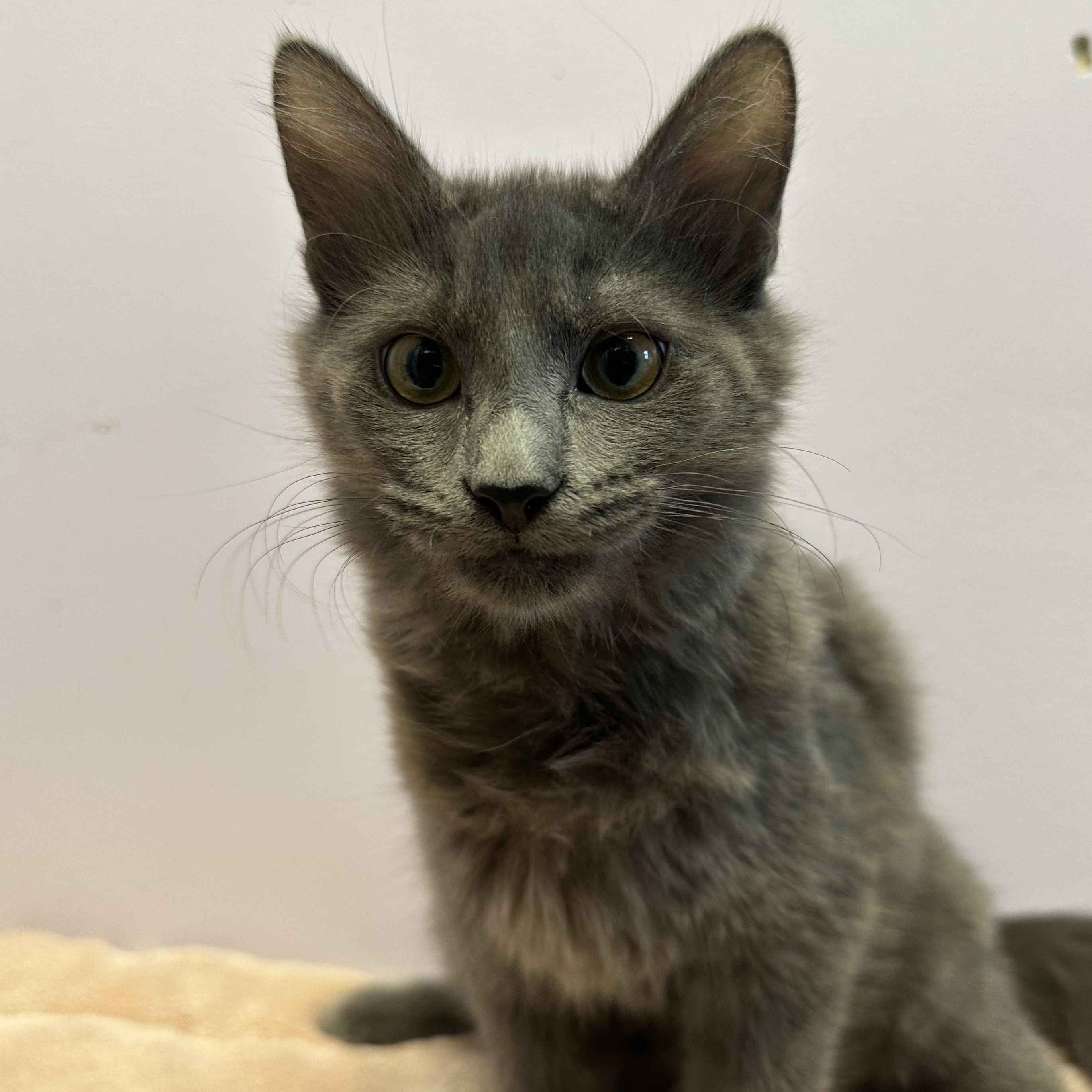 Enlarge Trixie, an adopted Domestic Long Hair in Exeter, RI image 2/2