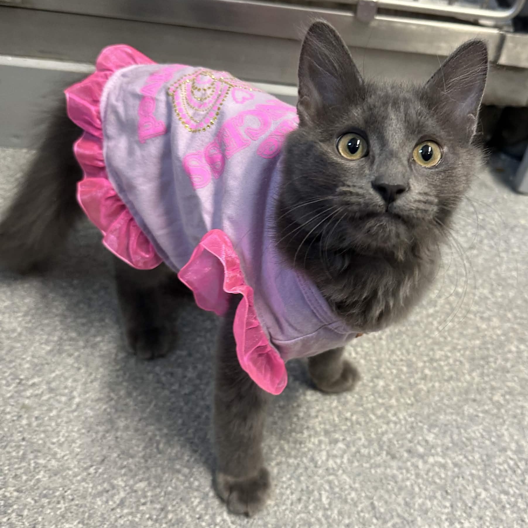 Enlarge Trixie, an adopted Domestic Long Hair in Exeter, RI image 1/2