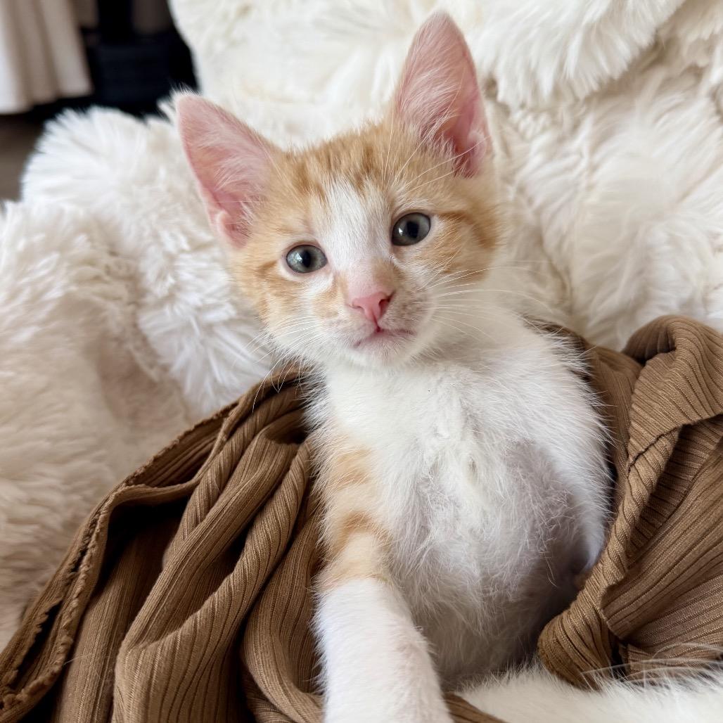Larry, Adoptable, Kitten Male Domestic Short Hair.