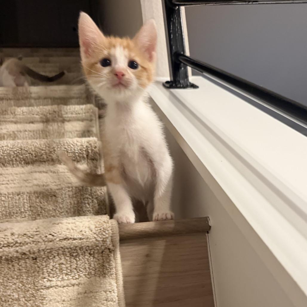 Enlarge Larry, a Adoptable Domestic Short Hair in San Antonio, TX image 2/6