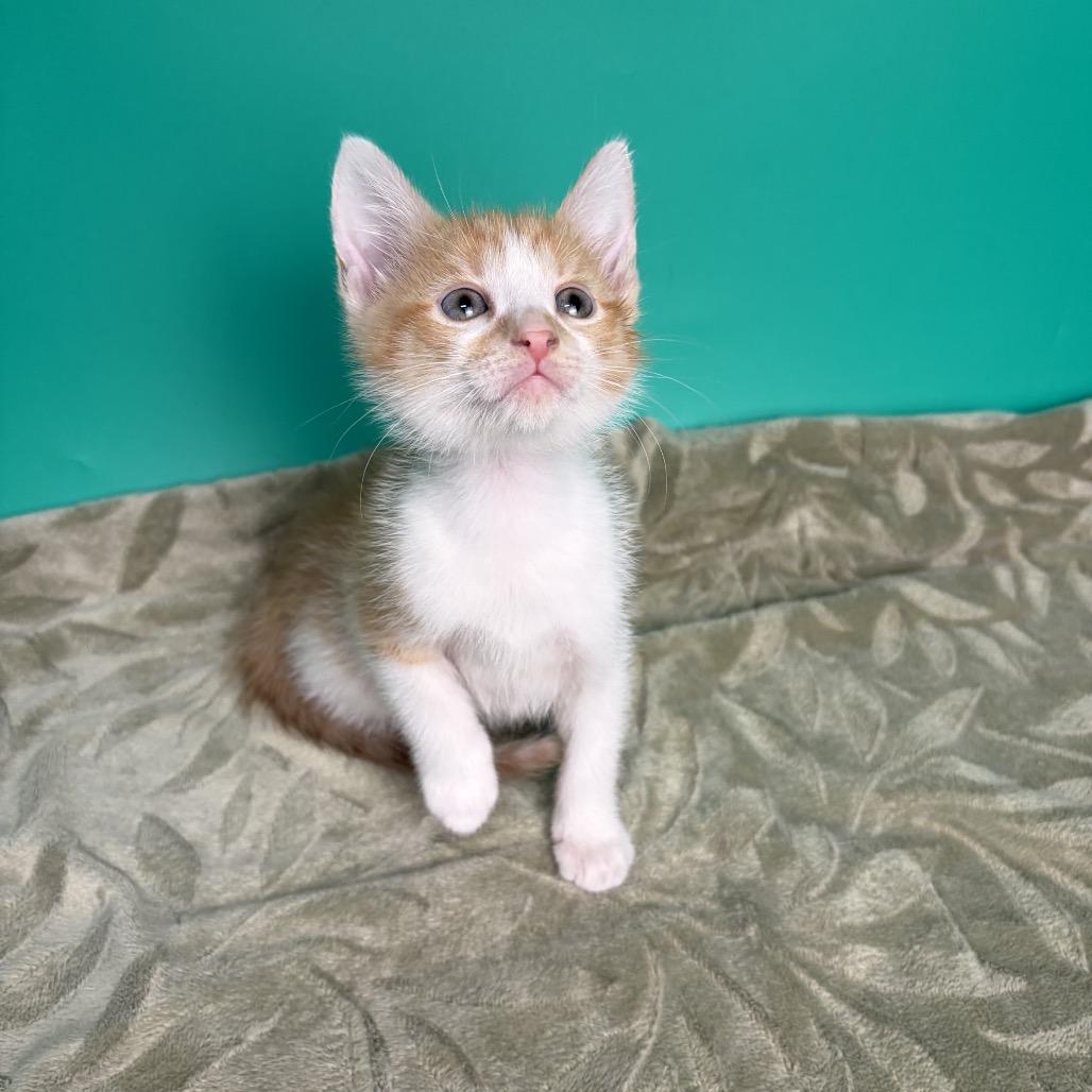 Enlarge Larry, a Adoptable Domestic Short Hair in San Antonio, TX image 4/6