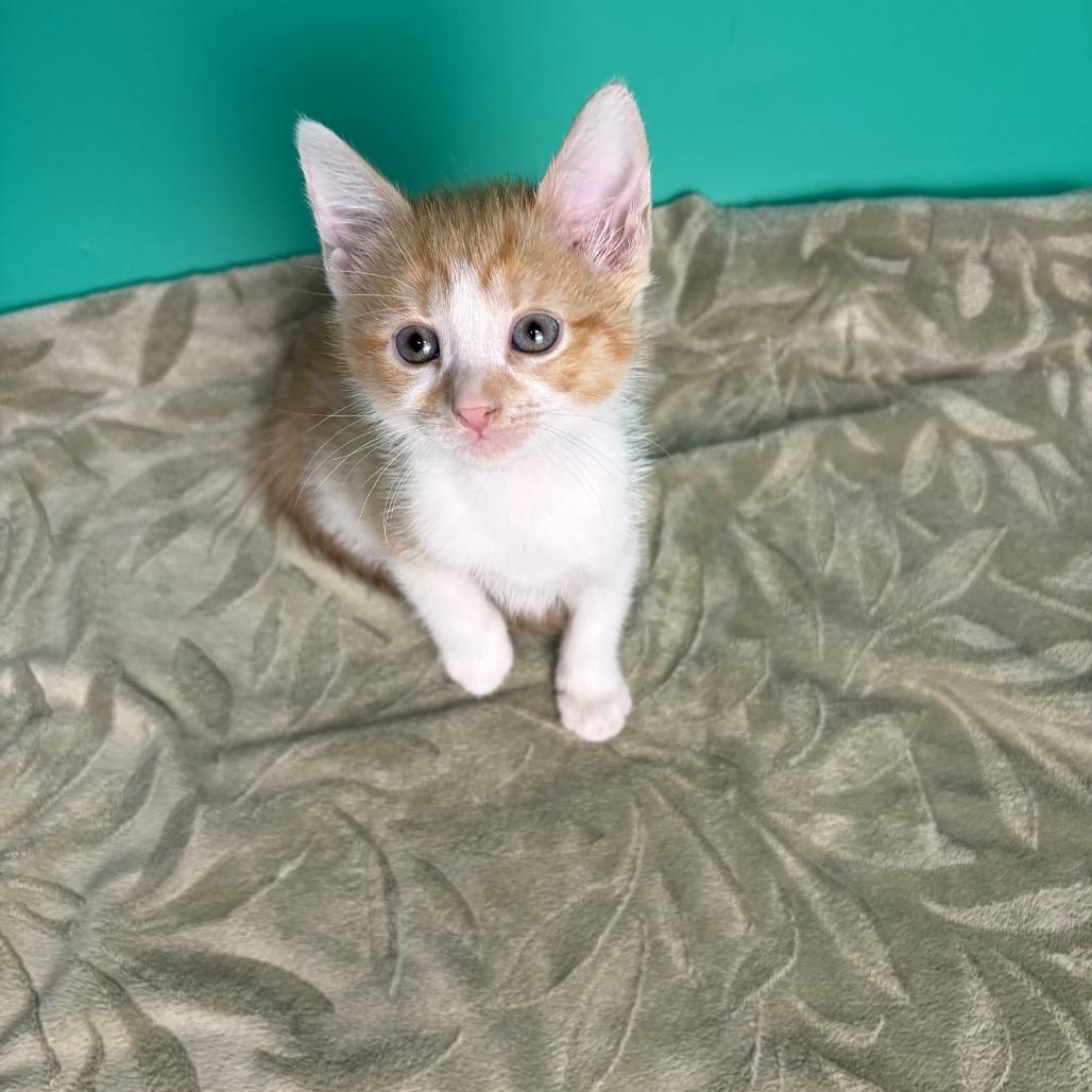 Enlarge Larry, a Adoptable Domestic Short Hair in San Antonio, TX image 5/6