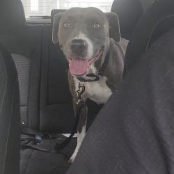 Bella, Adoptable, Adult Female English Bulldog.