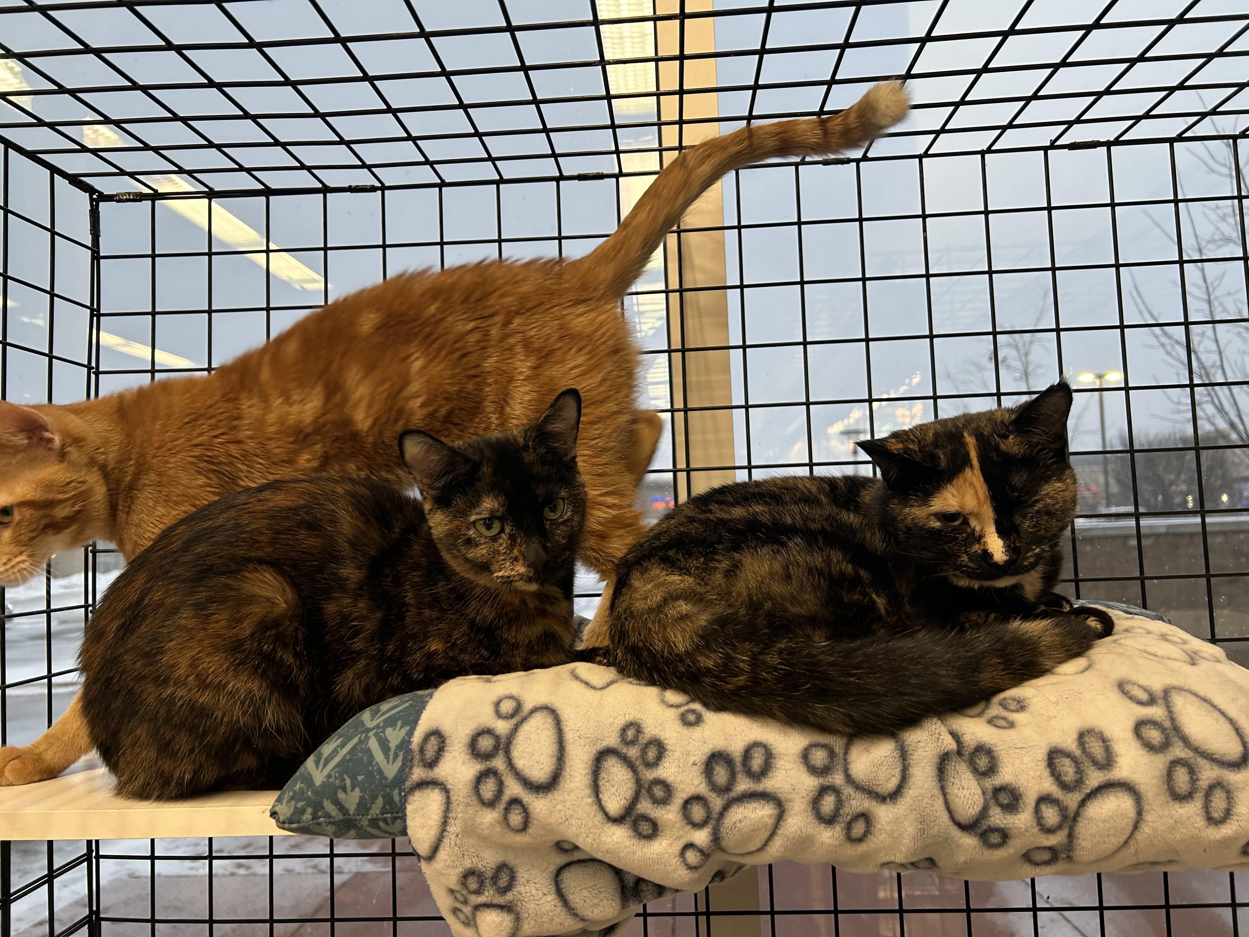 Enlarge Sarah-Pet Valu Oakville, a Adoptable Domestic Short Hair in Mississauga, ON image 3/3