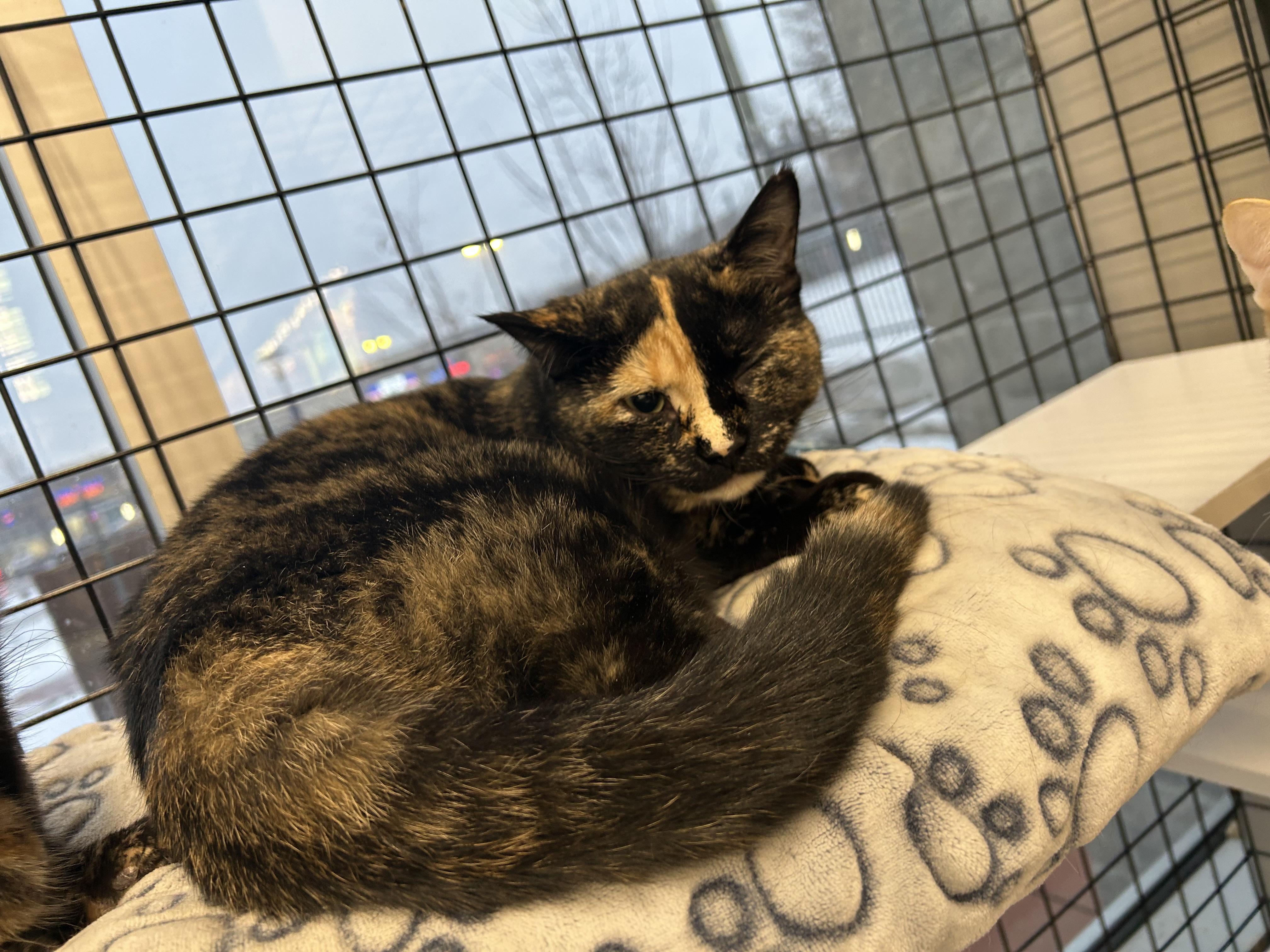 Enlarge Sarah-Pet Valu Oakville, a Adoptable Domestic Short Hair in Mississauga, ON image 1/3