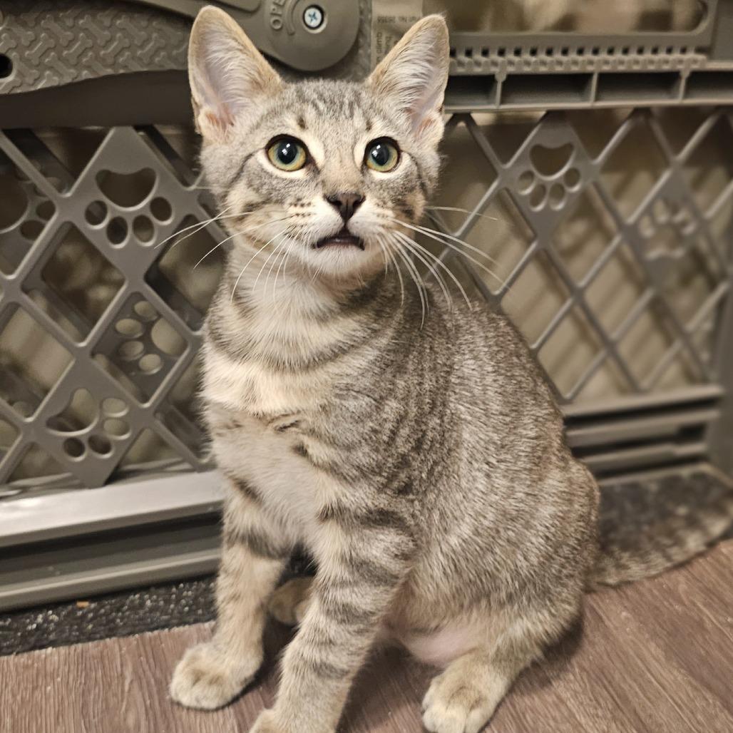 Enlarge Sylas, an adopted Tabby in Eau Claire, WI image 1/1