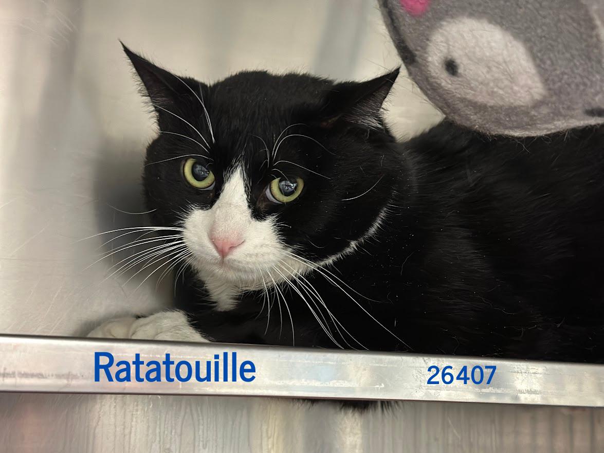 Enlarge Ratatouille, a ADOPTABLE Domestic Short Hair in Oak Ridge, TN image 2/2