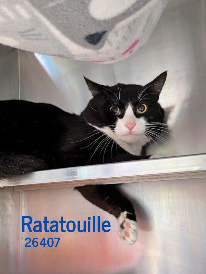 Ratatouille, ADOPTABLE, Adult Male Domestic Short Hair.