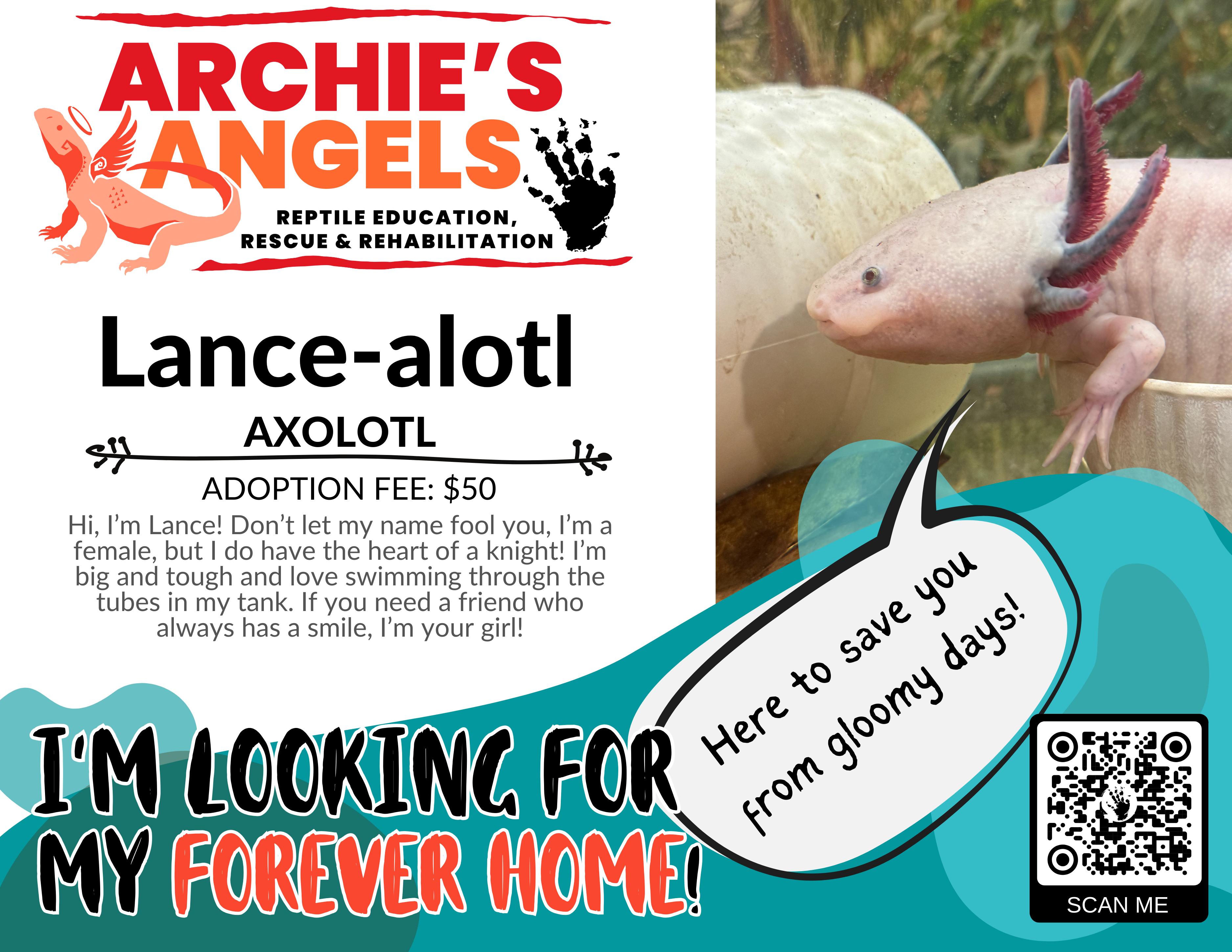 Lance-alotl, Adult Female unknown