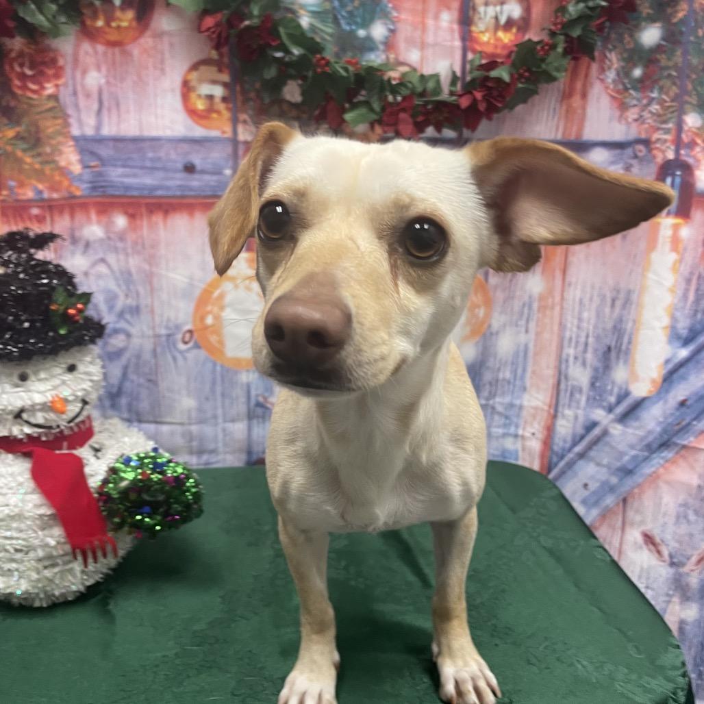 Enlarge Crumpet, a Adoptable Chihuahua in Henderson, NV image 1/2