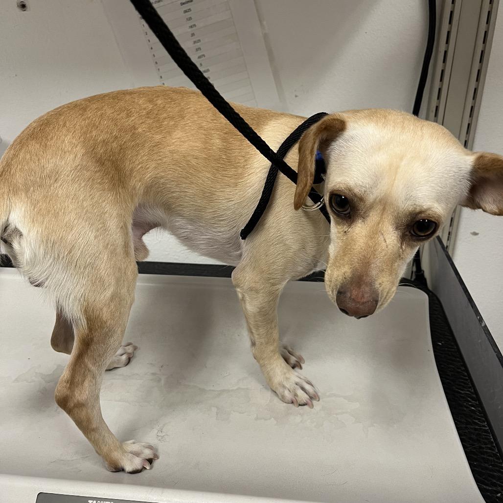 STRAY DOG ON INSPIRADA, Adoptable, Adult Male Chihuahua.