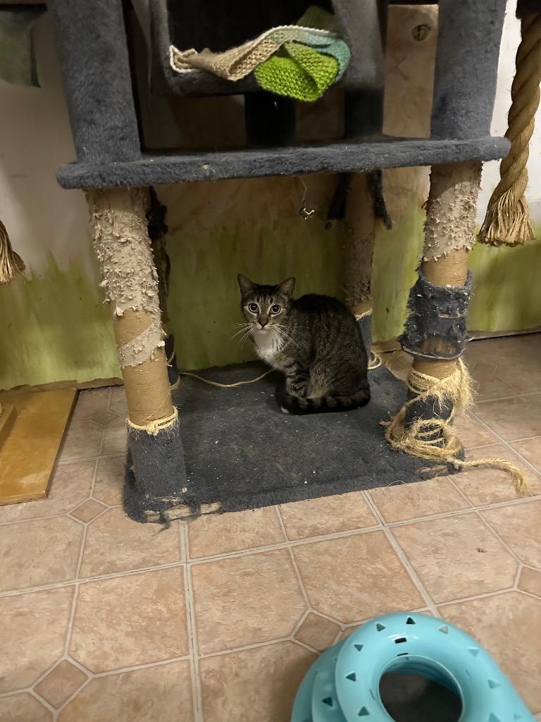 Enlarge Leia, a Adoptable mixed breed in St. James City, FL image 1/1