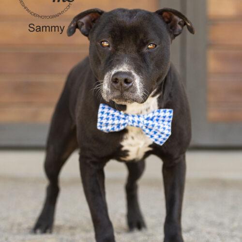 Sammy, Adoptable, Adult Male Pit Bull Terrier & Mixed Breed.