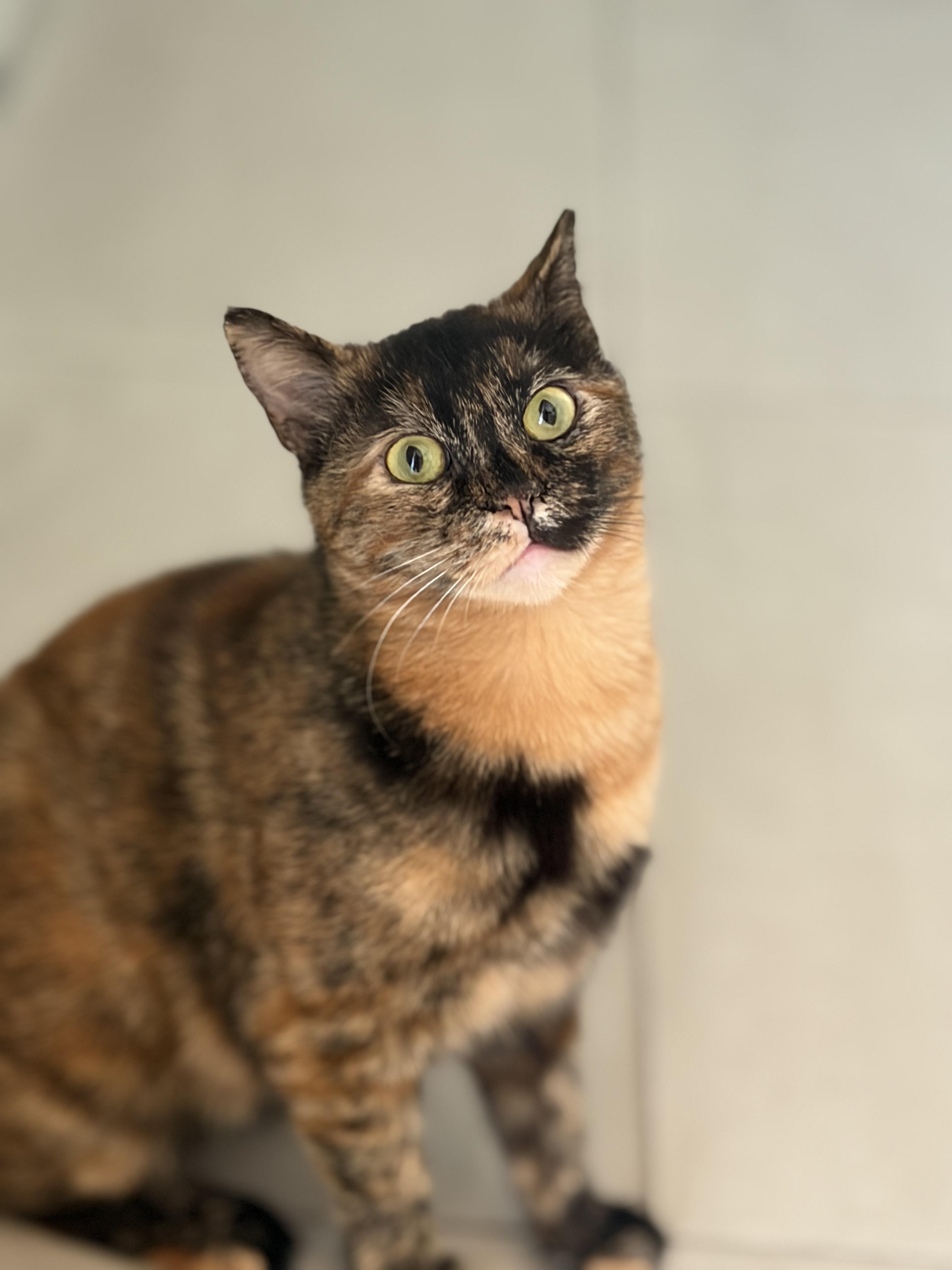 Enlarge Samah, the Forgiving and Kind Tortoiseshell, a Adoptable mixed breed in Somerset, NJ image 1/4