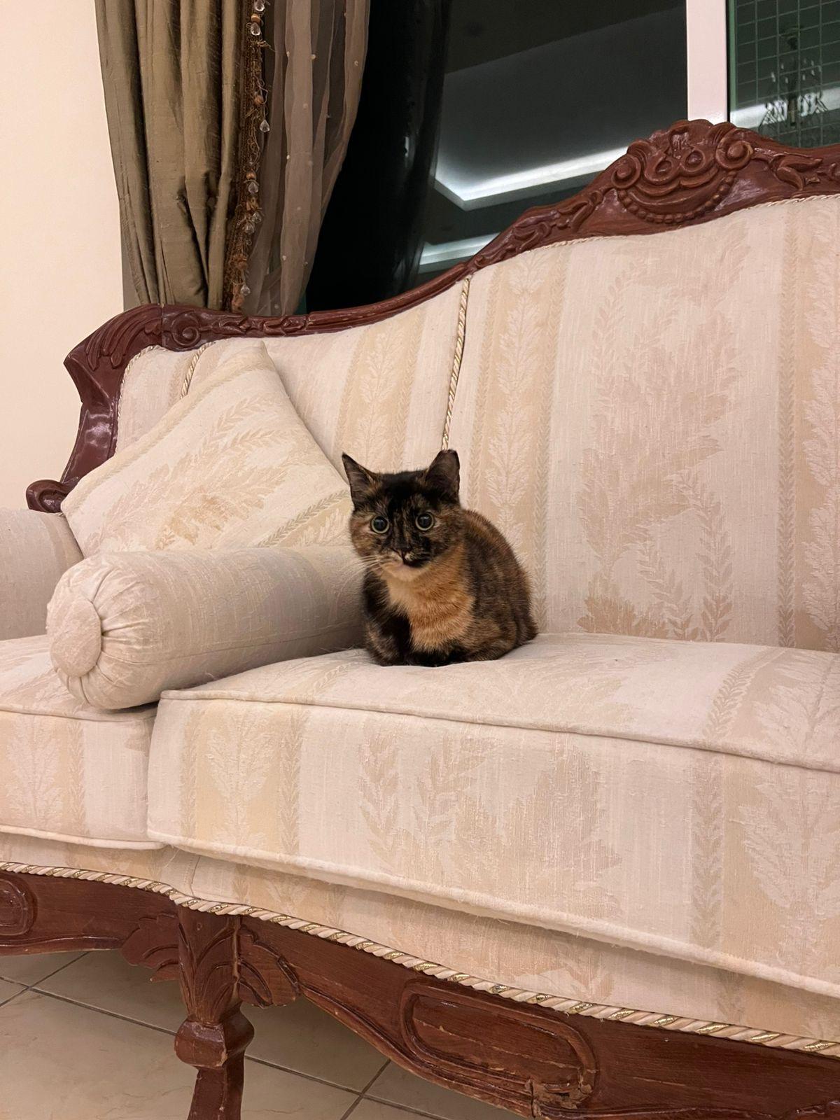Enlarge Samah, the Forgiving and Kind Tortoiseshell, a Adoptable mixed breed in Somerset, NJ image 3/4