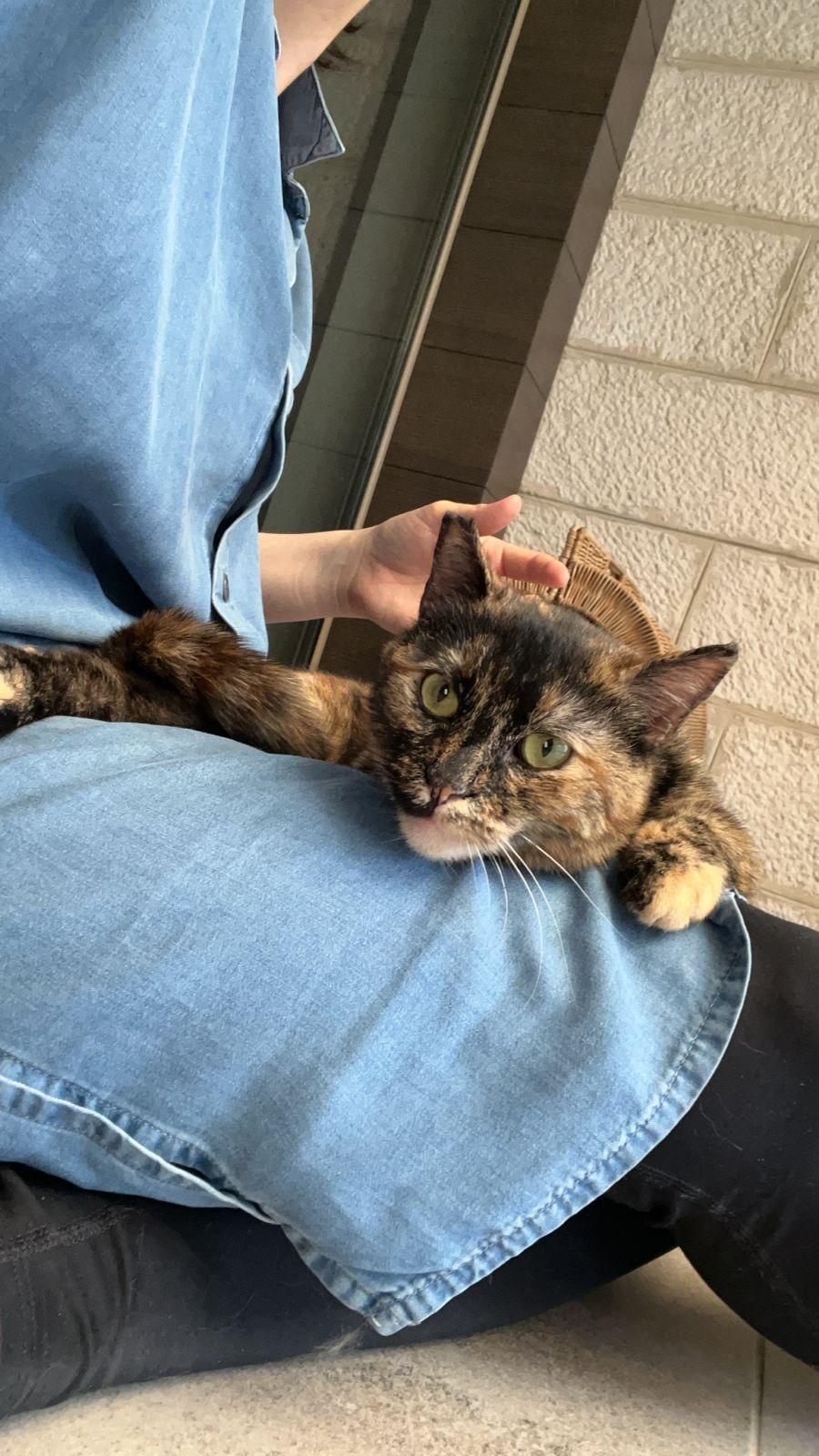 Enlarge Samah, the Forgiving and Kind Tortoiseshell, a Adoptable mixed breed in Somerset, NJ image 2/4