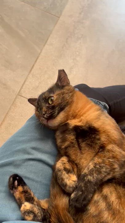 Enlarge Samah, the Forgiving and Kind Tortoiseshell, a Adoptable mixed breed in Somerset, NJ video 4/4