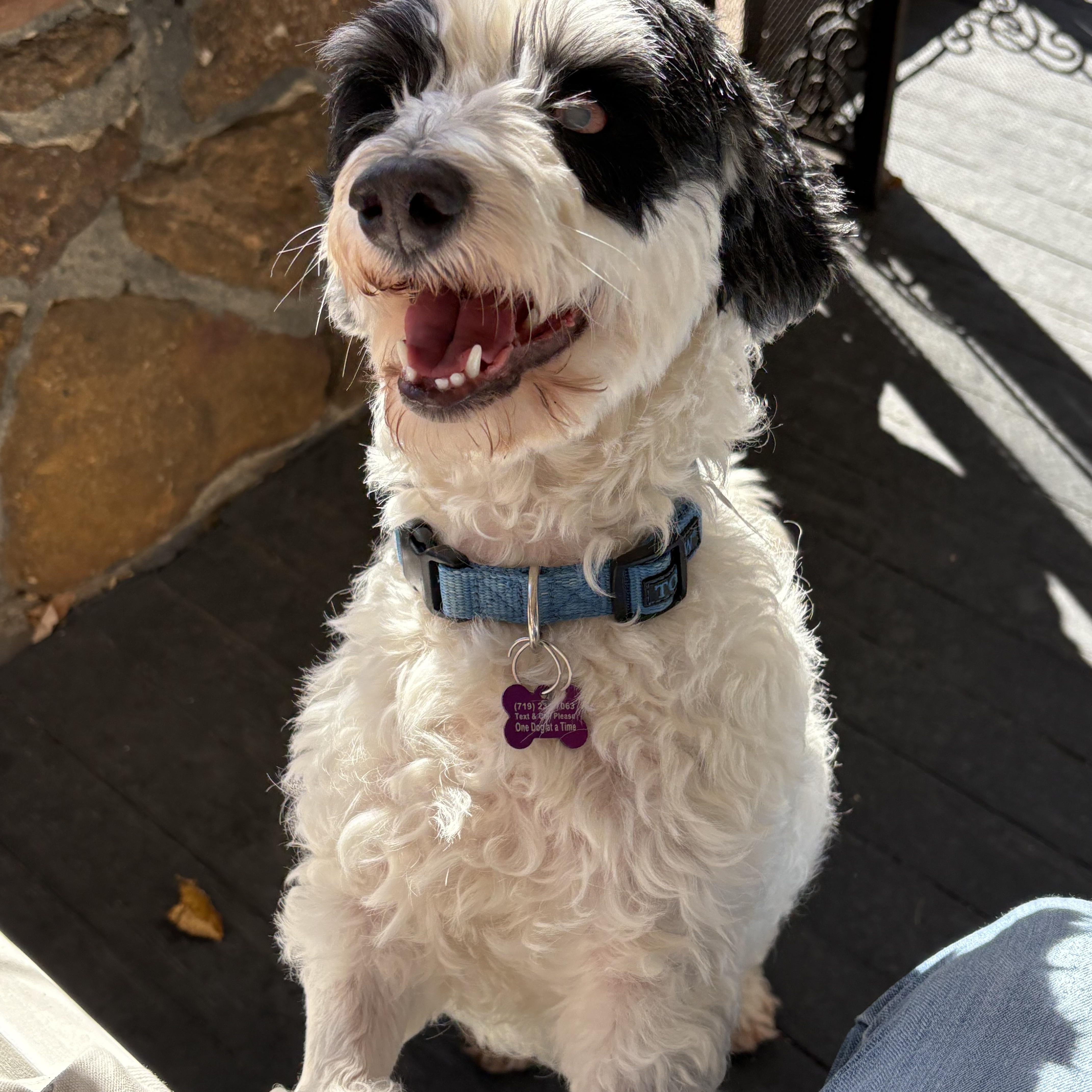 Breck, Adopted, Adult Male Poodle (Toy) & Dachshund.