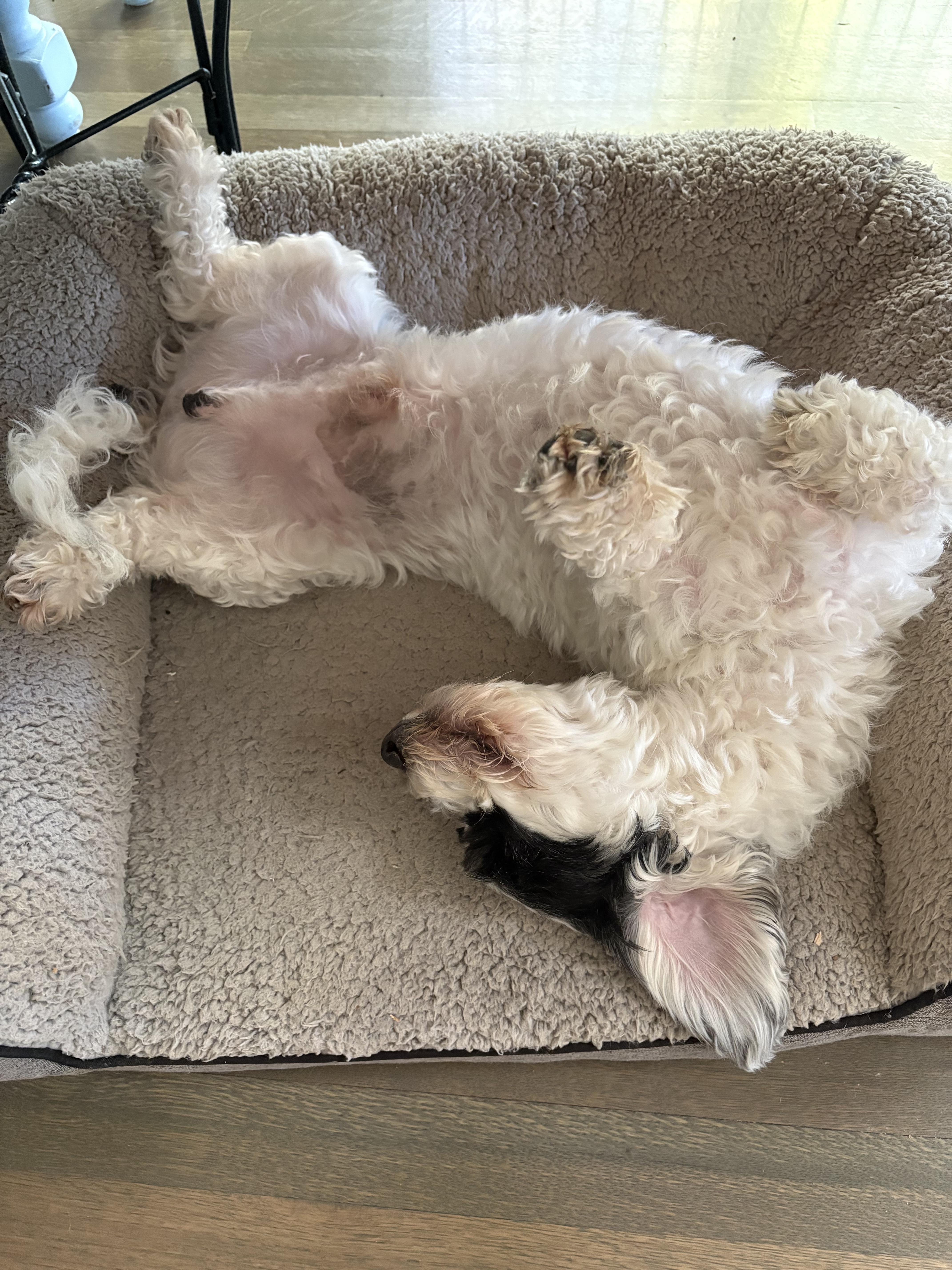 Enlarge Breck, a Adopted mixed breed in Colorado Springs, CO image 2/4