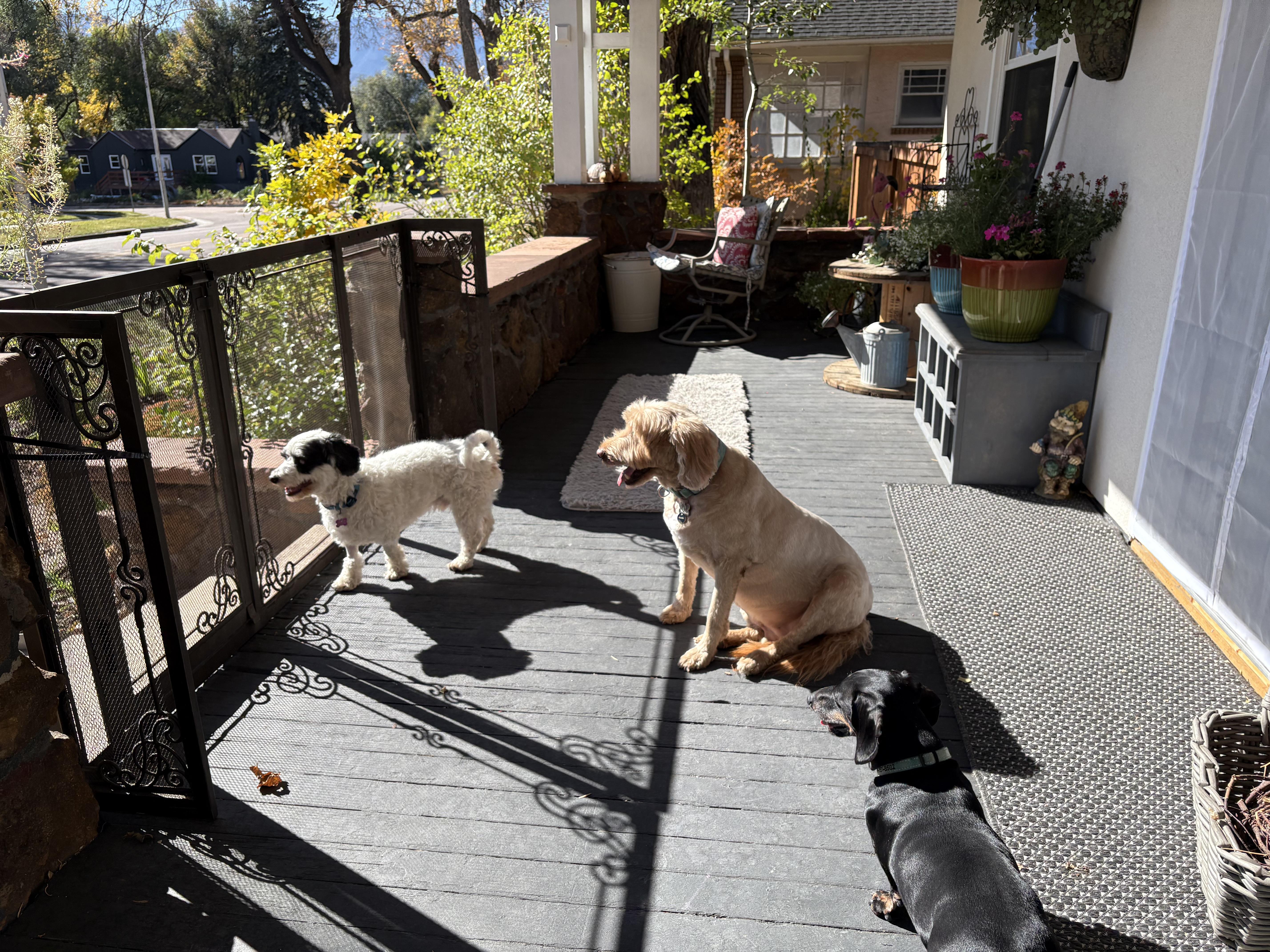 Enlarge Breck, a Adopted mixed breed in Colorado Springs, CO image 3/4