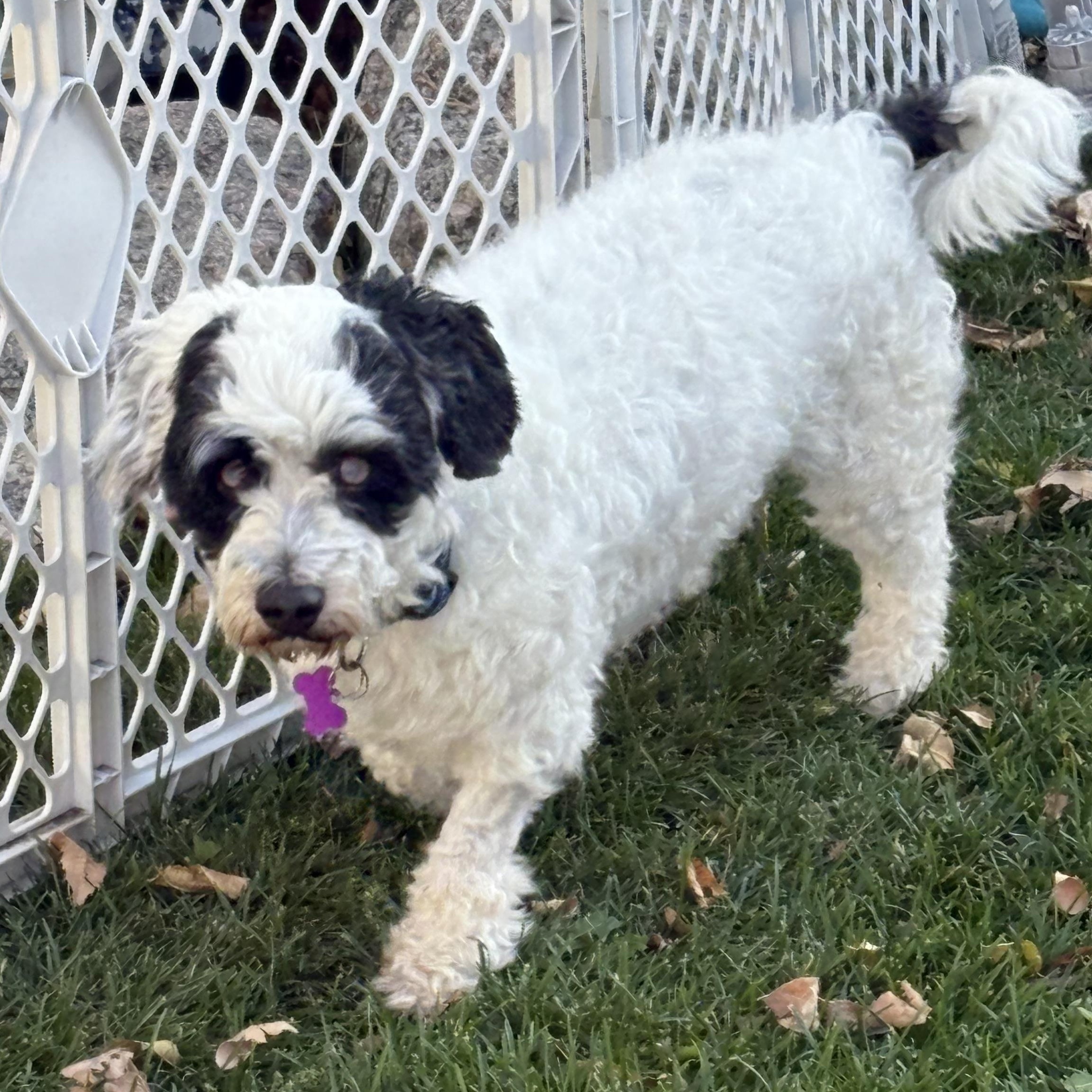 Enlarge Breck, a Adopted mixed breed in Colorado Springs, CO image 4/4