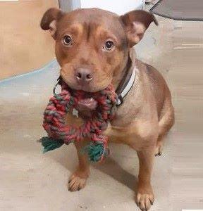 Baby Trinity, adopted, Adult Female Pit Bull Terrier.