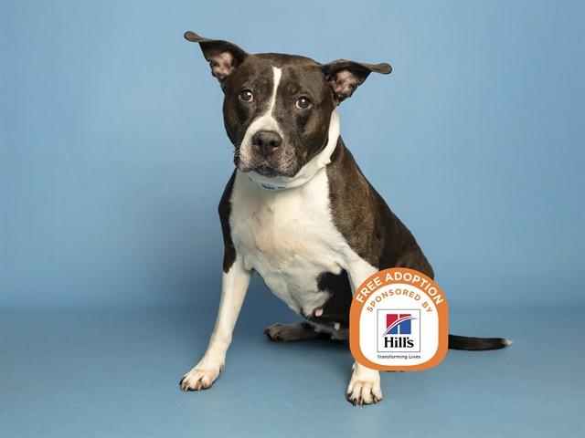 ATHENA HALE, Adoptable, Adult Female Pit Bull Terrier.