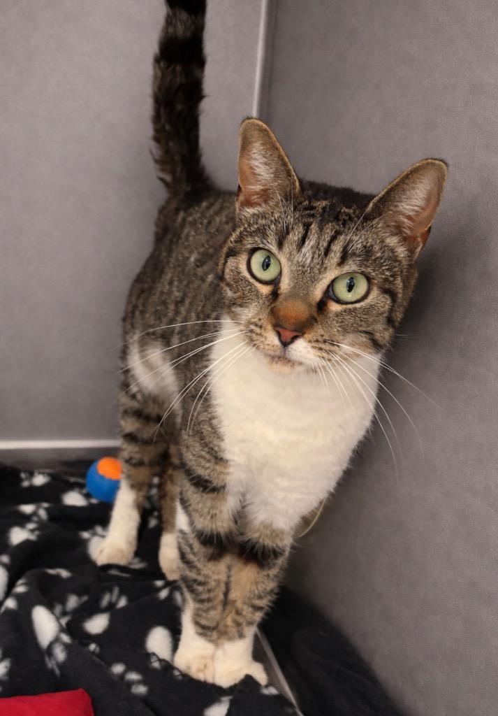 Daffodil, Adoptable, Young Female Domestic Short Hair.