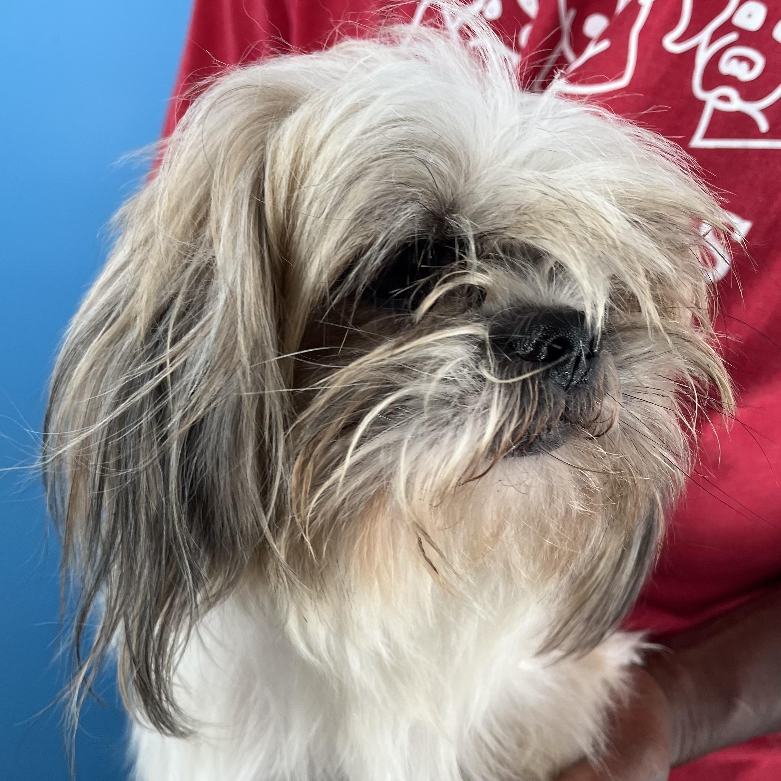 Gizmo  Local Oct thumbnail 3