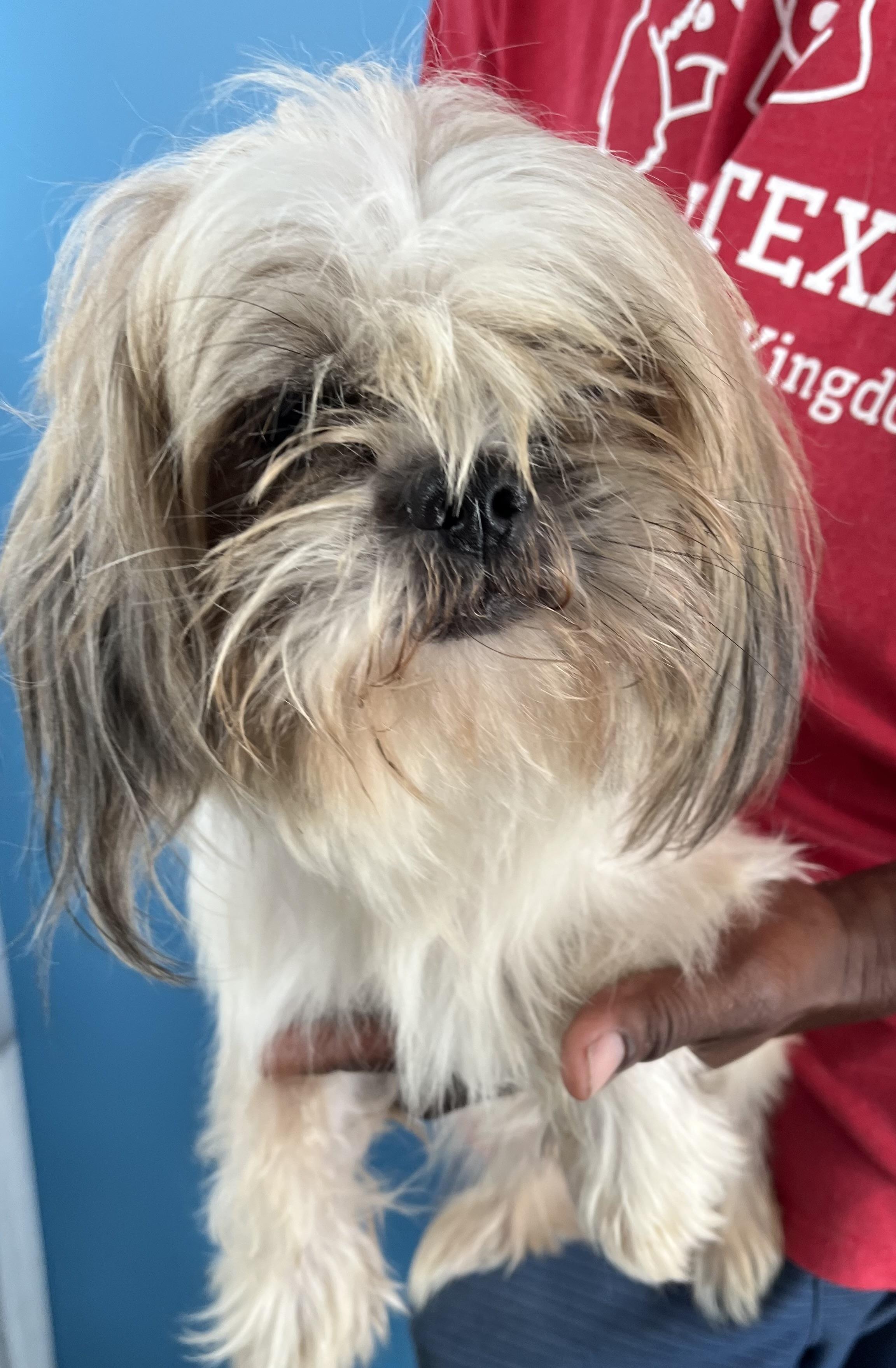 Gizmo  Local Oct thumbnail 2