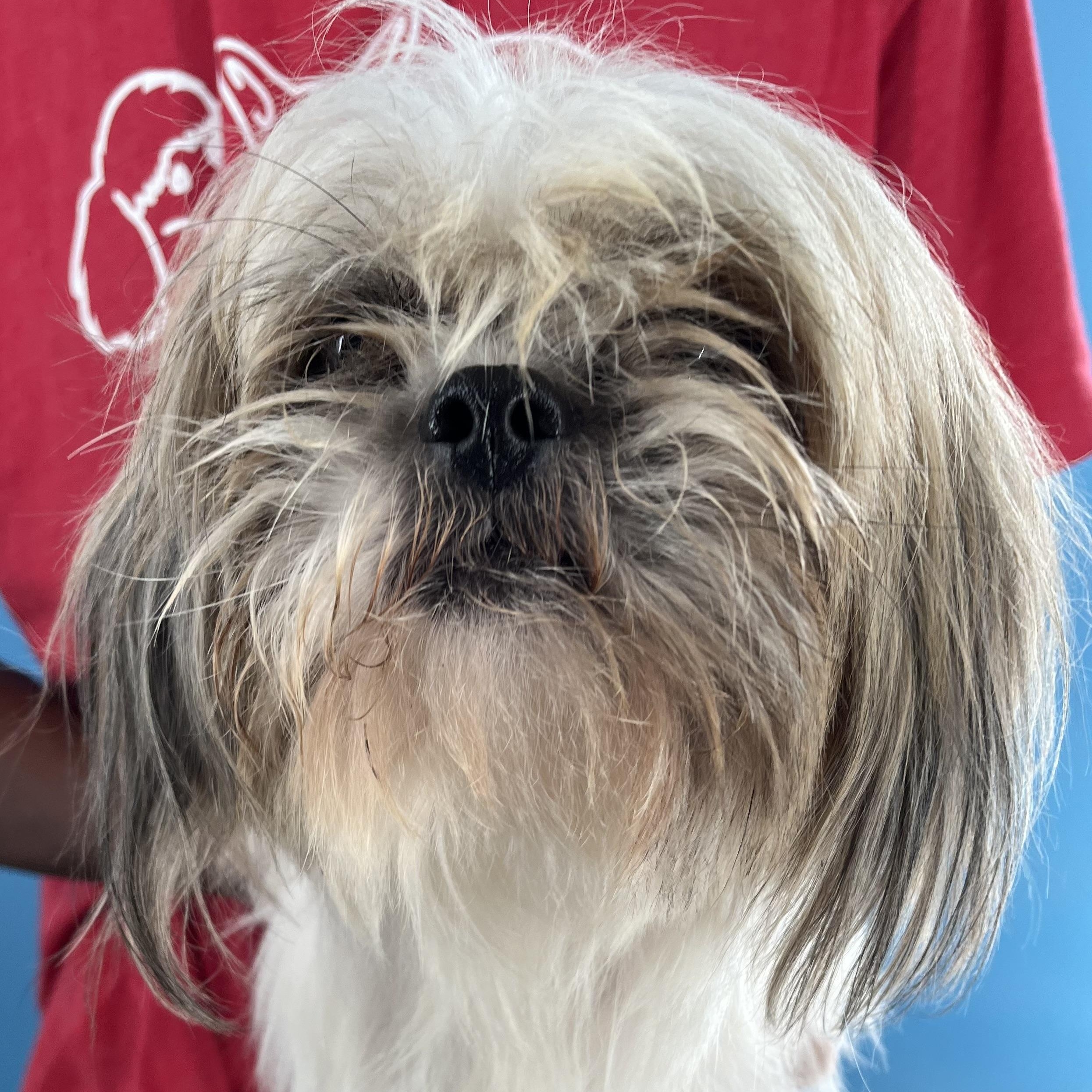 Gizmo  Local Oct thumbnail 5