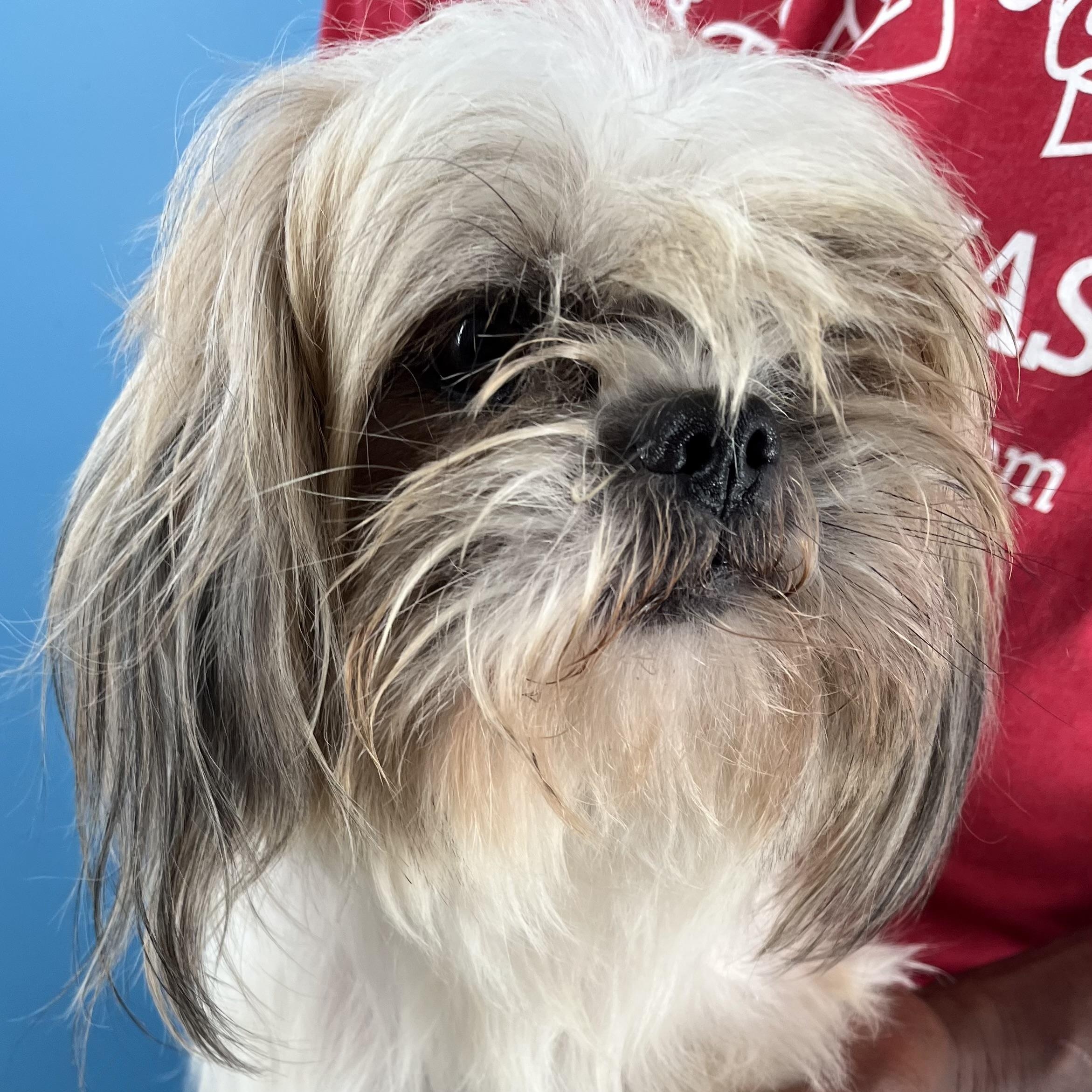 Gizmo  Local Oct thumbnail 4