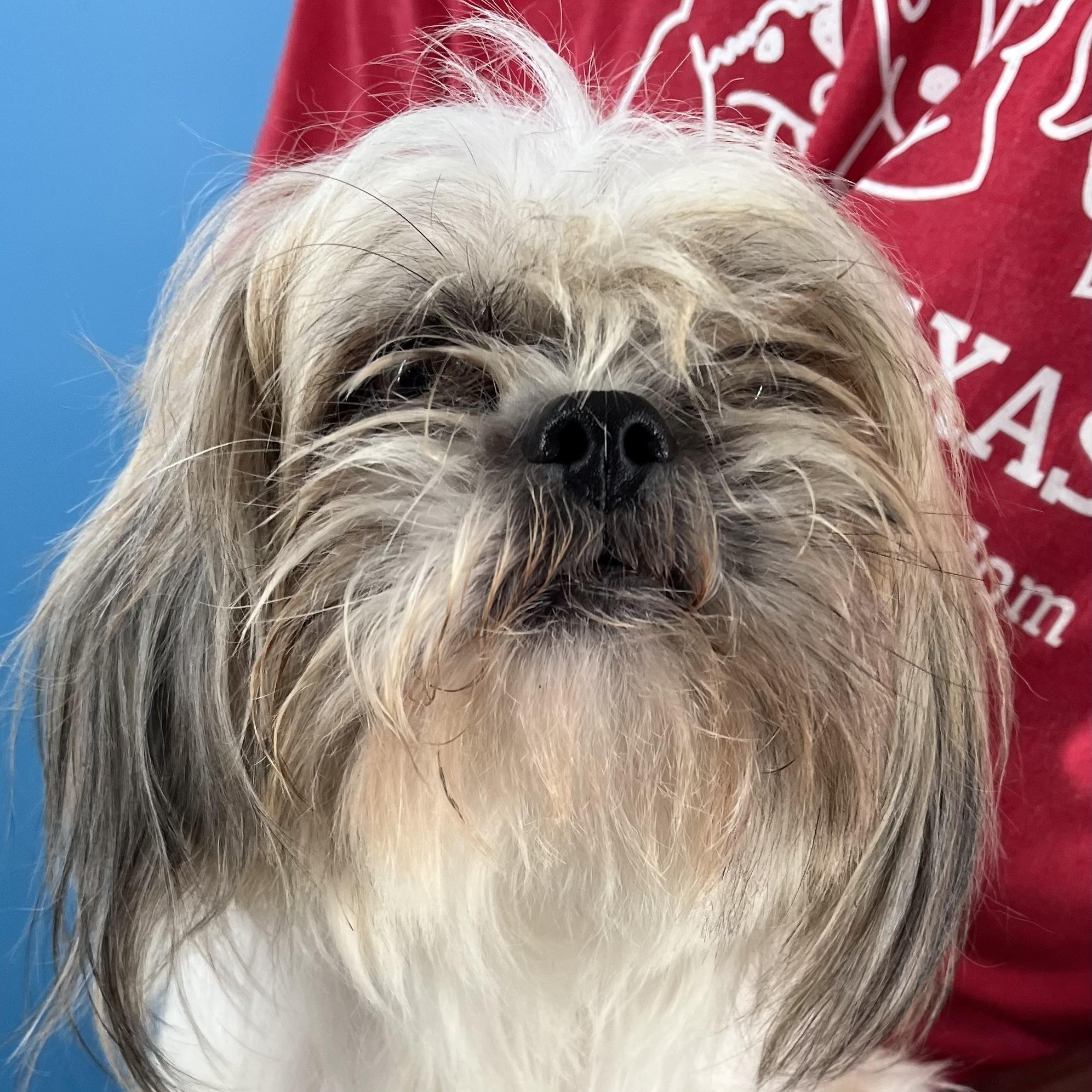 Gizmo  Local Oct