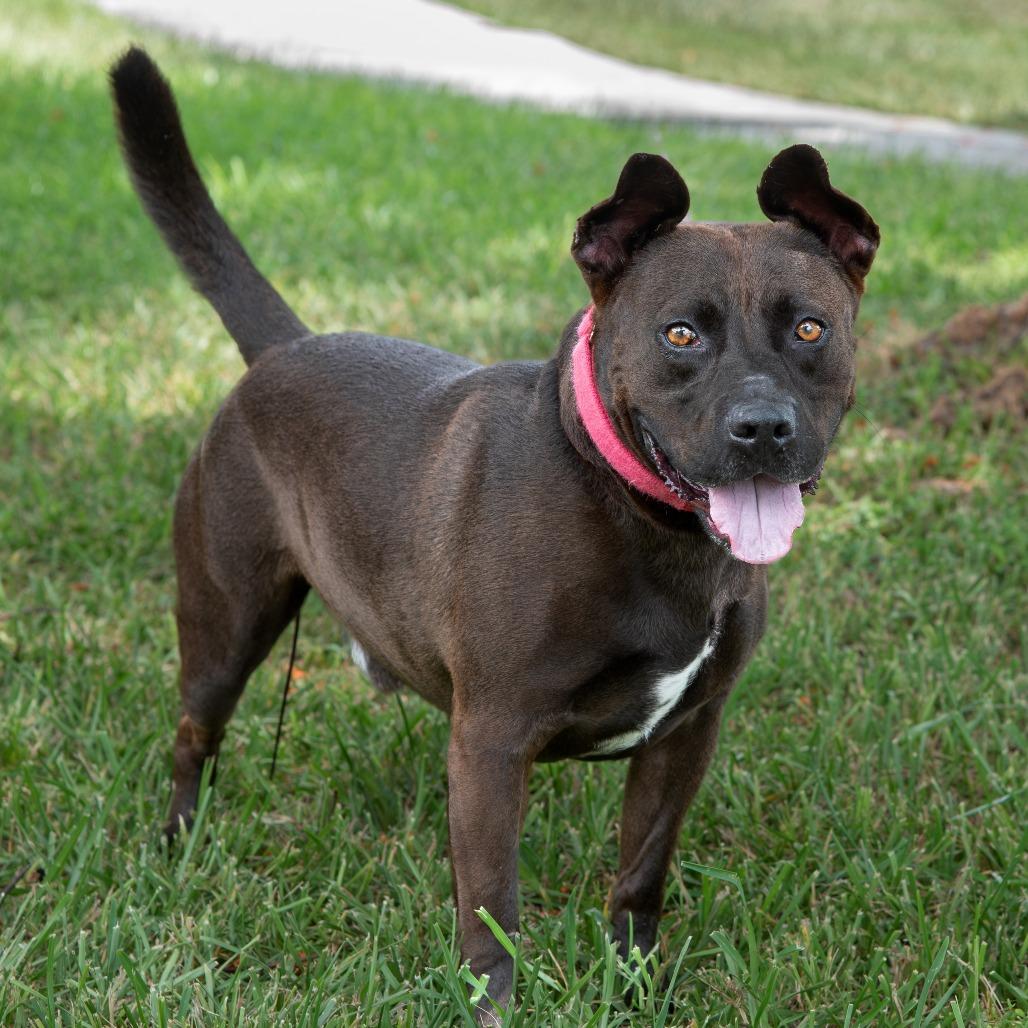 Tucker, Adoptable, Adult Male Labrador Retriever & Mixed Breed.