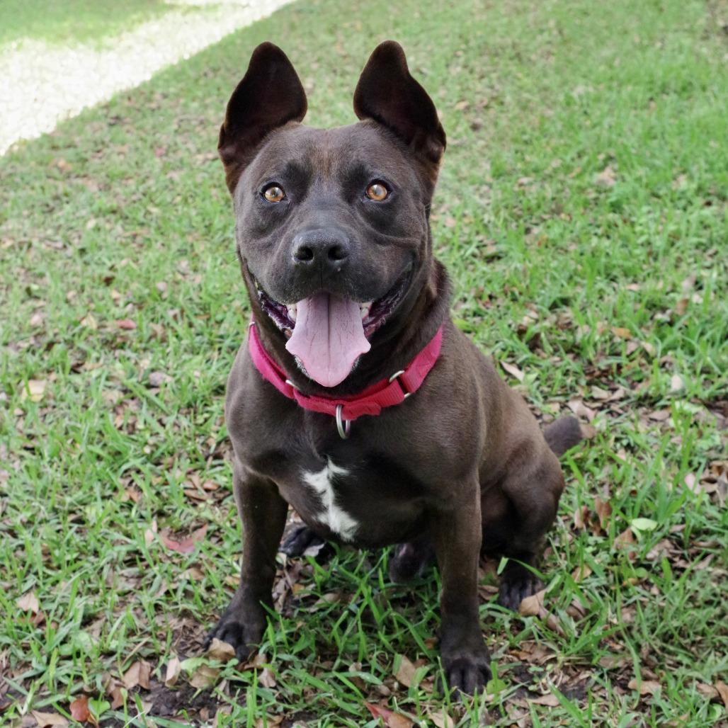 Enlarge Tucker, a Adoptable mixed breed in Miami, FL image 1/6