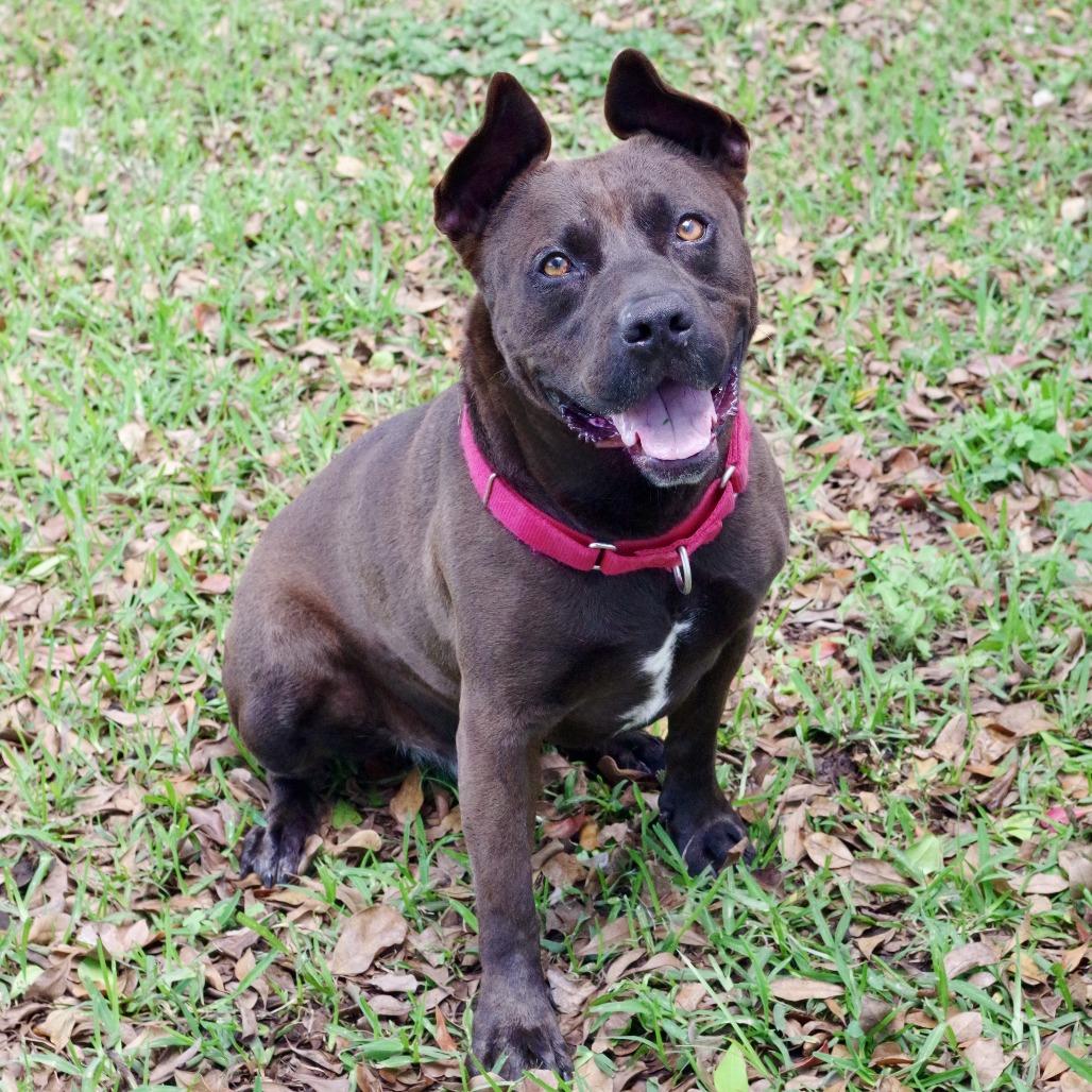 Enlarge Tucker, a Adoptable mixed breed in Miami, FL image 2/6