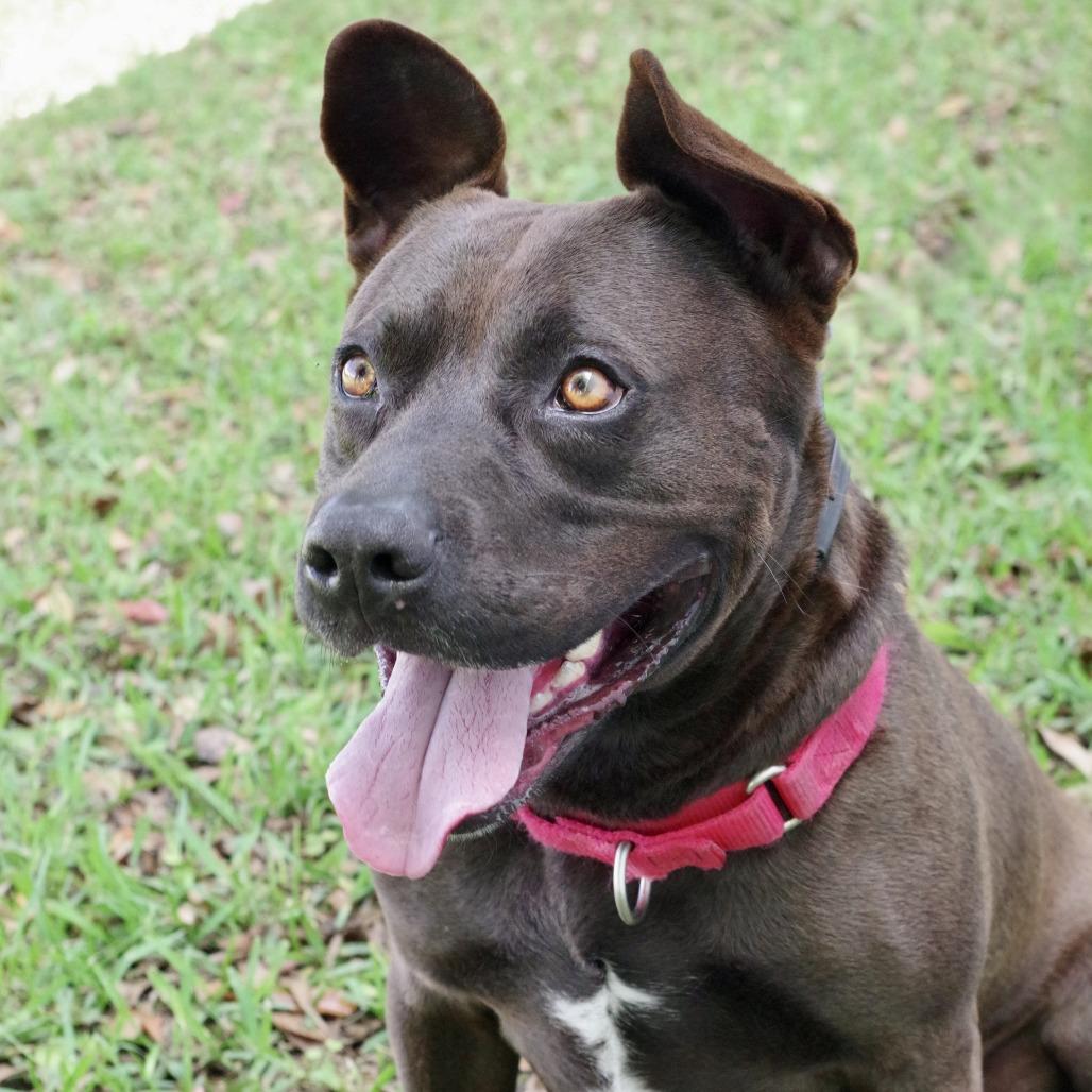 Enlarge Tucker, a Adoptable mixed breed in Miami, FL image 3/6
