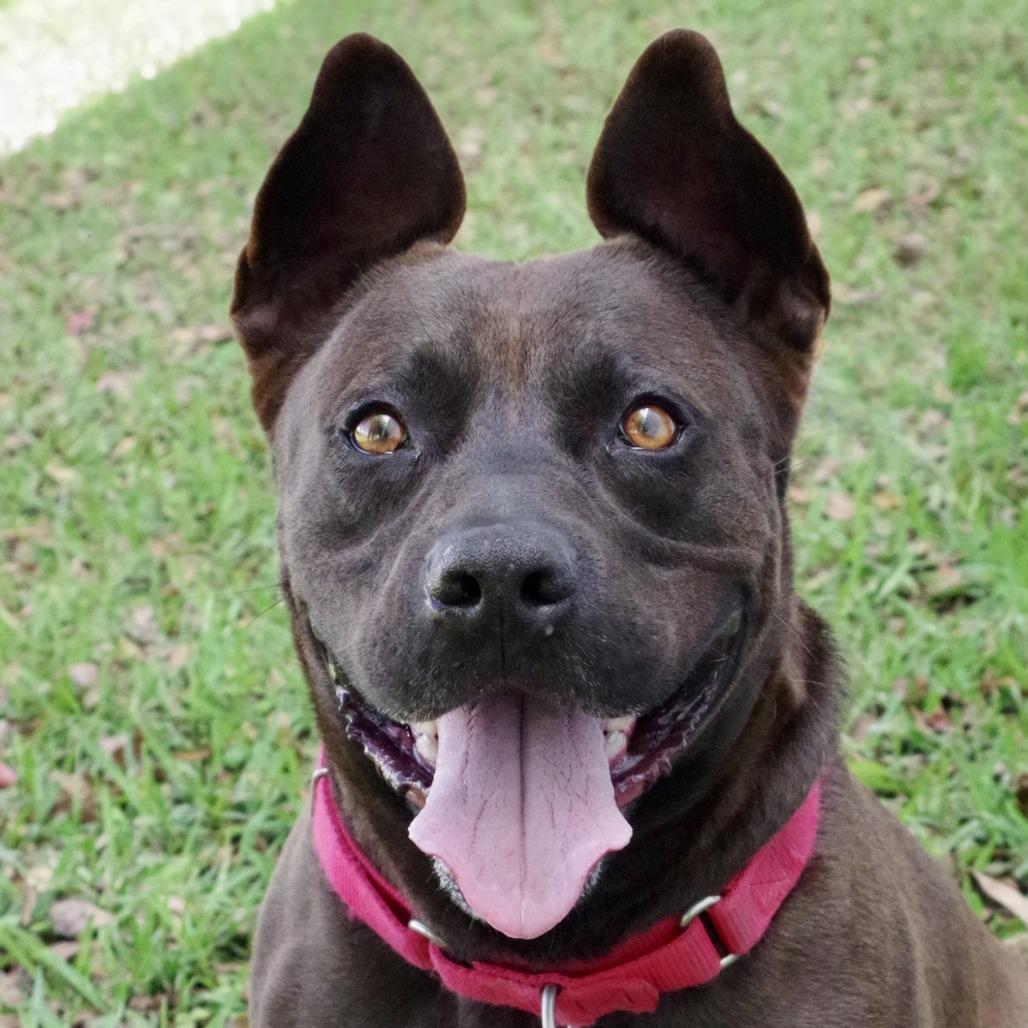 Enlarge Tucker, a Adoptable mixed breed in Miami, FL image 4/6