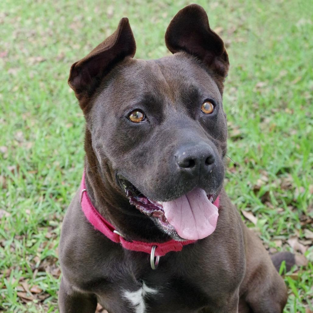 Enlarge Tucker, a Adoptable mixed breed in Miami, FL image 5/6