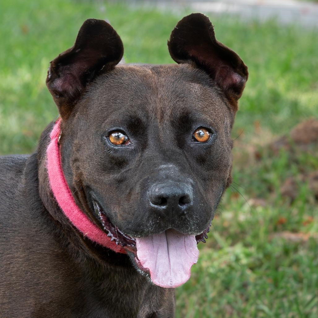 Tucker, a Adoptable mixed breed in Miami, FL image 5/6
